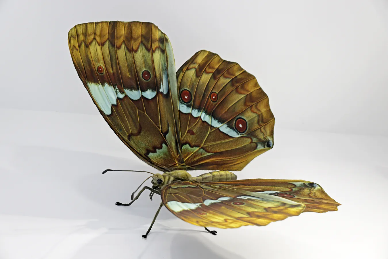 Papillons Traversee RX Theo P et Max-16