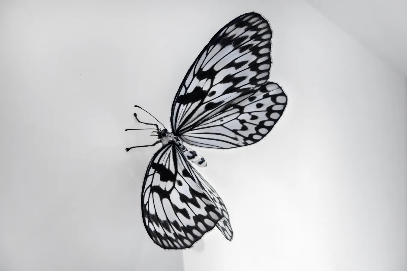 Papillons Traversee RX Theo P et Max-17