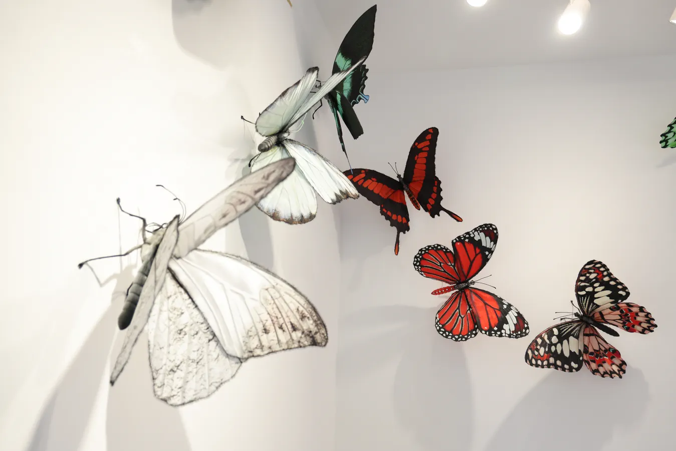 Papillons Traversee RX Theo P et Max-3