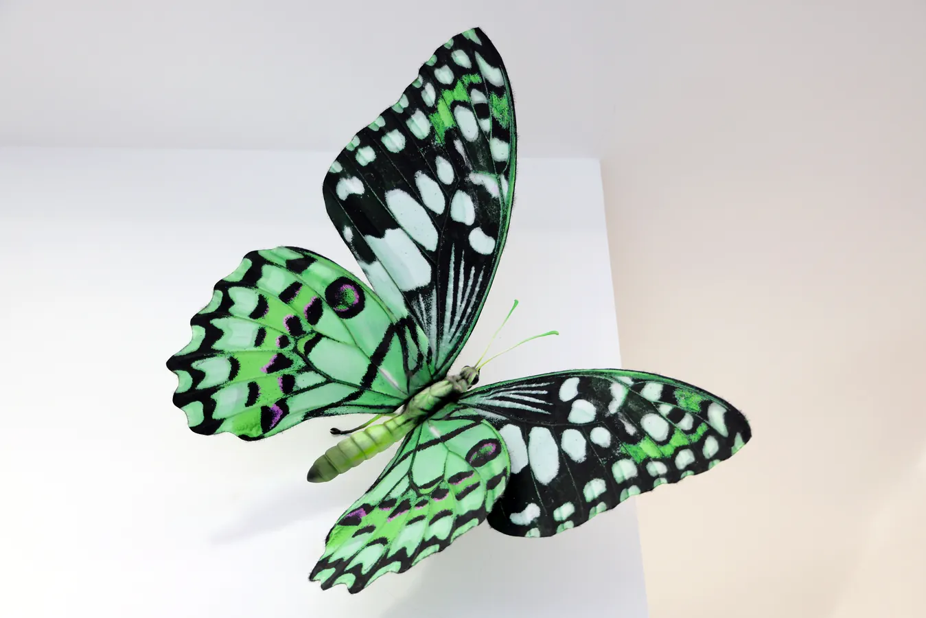 Papillons Traversee RX Theo P et Max-4