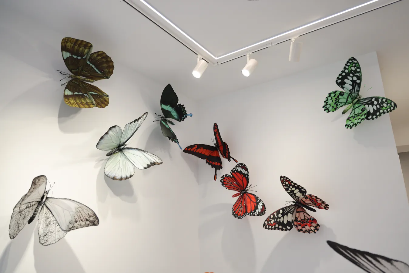 Papillons Traversee RX Theo P et Max-5