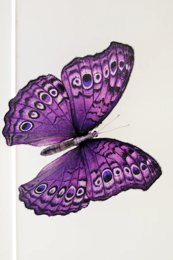 Papillons Traversee RX Theo P et Max-6